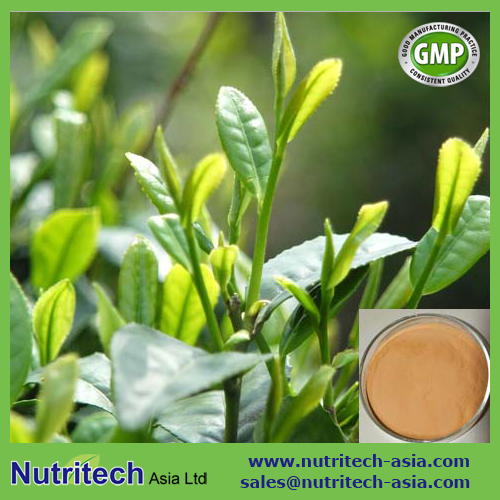 Green Tea Extract Powder